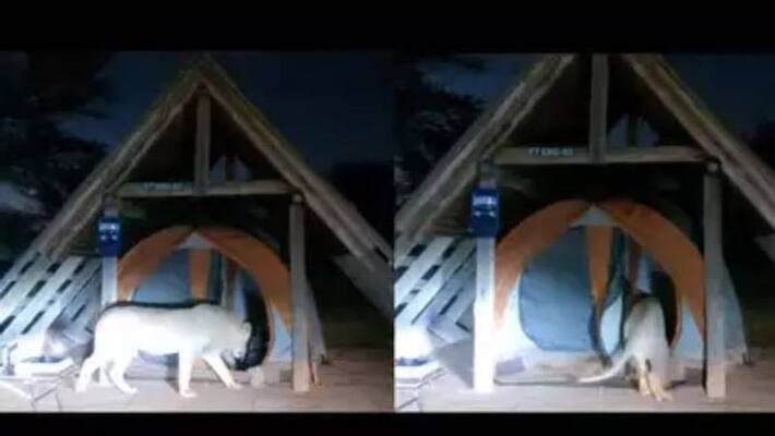 lion entering in tent viral video lion entering in tent viral video