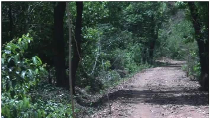 before ten years is barren land and now green forest before ten years is barren land and now green forest
