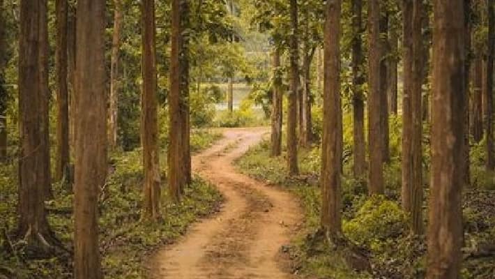 can apply for a private afforestation scheme can apply for a private afforestation scheme