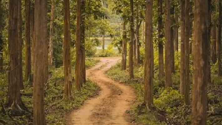 21 acre barren land of shivamogga is now a dense forest 21 acre barren land of shivamogga is now a dense forest