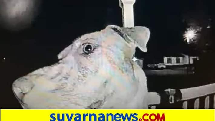 Dog returned home without the help of rescuers rings doorbell to open door in Carolina america ckm Dog returned home without the help of rescuers rings doorbell to open door in Carolina america ckm