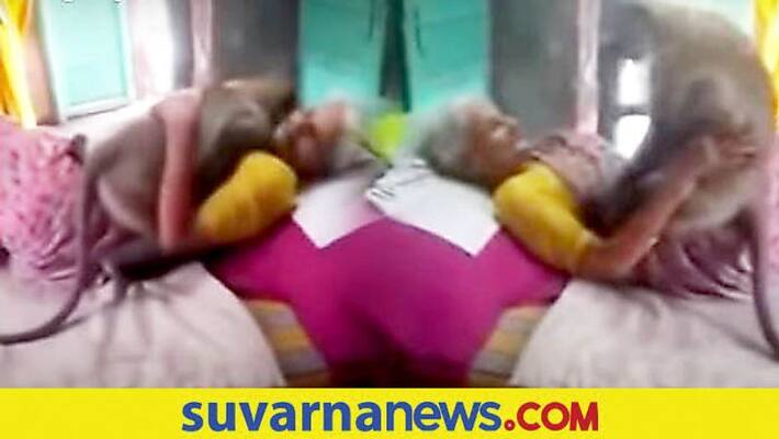 Woman who fed langur falls sick, primate turns up at home and hugs her Viral video mah Woman who fed langur falls sick, primate turns up at home and hugs her Viral video mah
