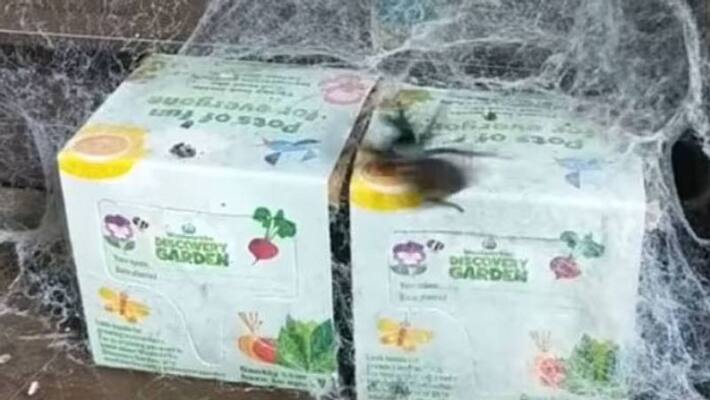 woman keeps spider as a pet woman keeps spider as a pet