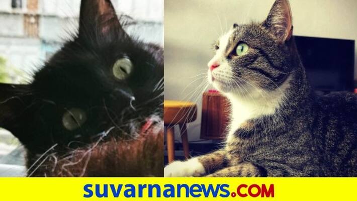 Mad Cats Midnight Attack Leaves 8 Injured in Andhra Pradeshs Dalaipeta Village dpl Mad Cats Midnight Attack Leaves 8 Injured in Andhra Pradeshs Dalaipeta Village dpl