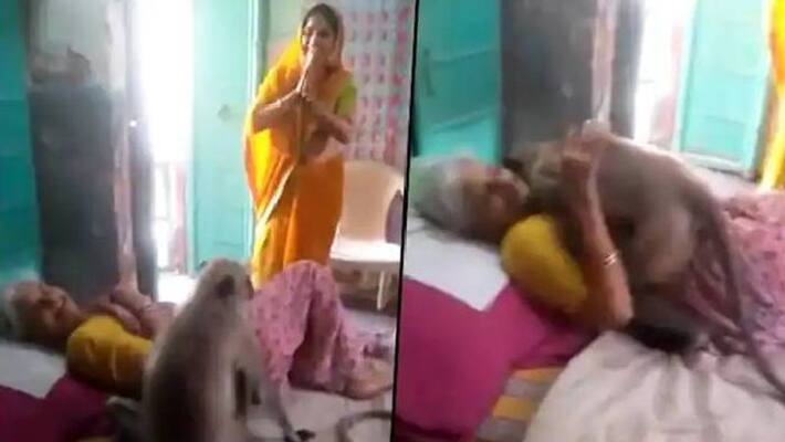 Monkey Hugs Old Woman Who Fed Him Monkey Hugs Old Woman Who Fed Him