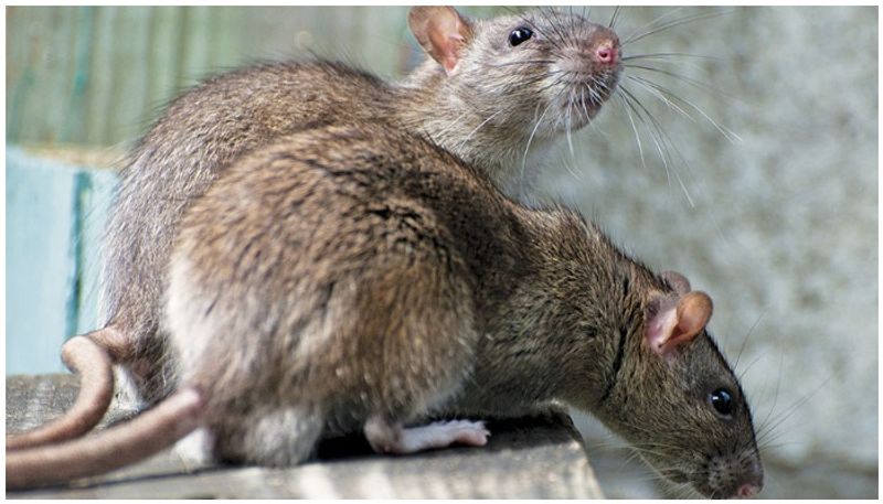 How to get rid of rats from home