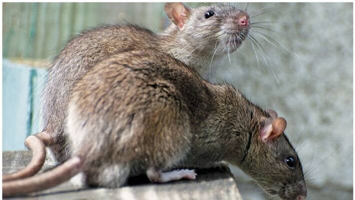 Rats empty 12 wine bottles in Tamil Nadu liquor store Rats empty 12 wine bottles in Tamil Nadu liquor store