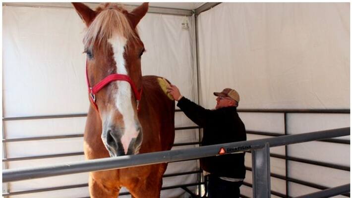 Big Jake the worlds tallest horse dies at the age of 20 Big Jake the worlds tallest horse dies at the age of 20
