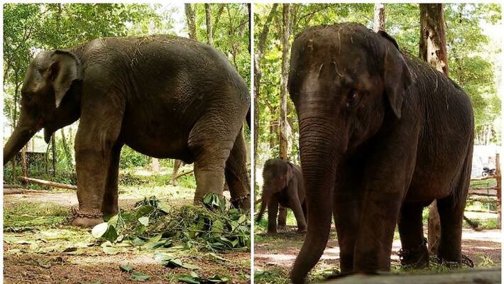 treatment for elephants in elephant rehabilitation centre at Kottoor treatment for elephants in elephant rehabilitation centre at Kottoor