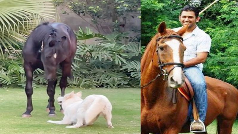 माही के पास है 2 शानदार घोड़े
इस फार्म हाउस में धोनी ने 2 घोड़े भी रखे हुए है। सफेद रंग का यह घोड़ा कुछ समय पहले ही मंगाया गया था। जिसका नाम चेतक है। इससे पहले उनके पास एक काले रंग का घोड़ा भी है। धोनी अक्सर अपने घोड़ों के साथ समय बिताते हैं।