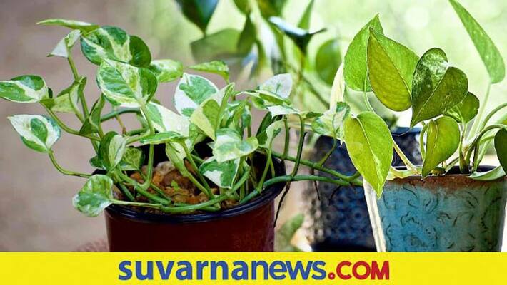Money plant in your home follow these rules to have luck Money plant in your home follow these rules to have luck