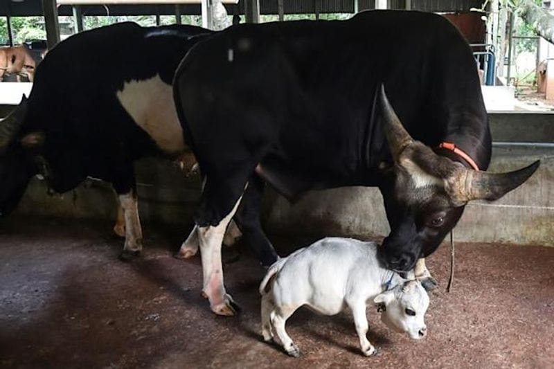 सोशल मीडिया प्लेटफॉर्म पर भी रानी की तस्वीर तेजी से वायरल हो रही है। कोरोनो वायरस संक्रमण और मौतों के कारण लॉकडाउन के बाद भी ढाका के दक्षिण-पश्चिम में 30 किलोमीटर दूर चारीग्राम में लोग पहुंच रहे हैं।