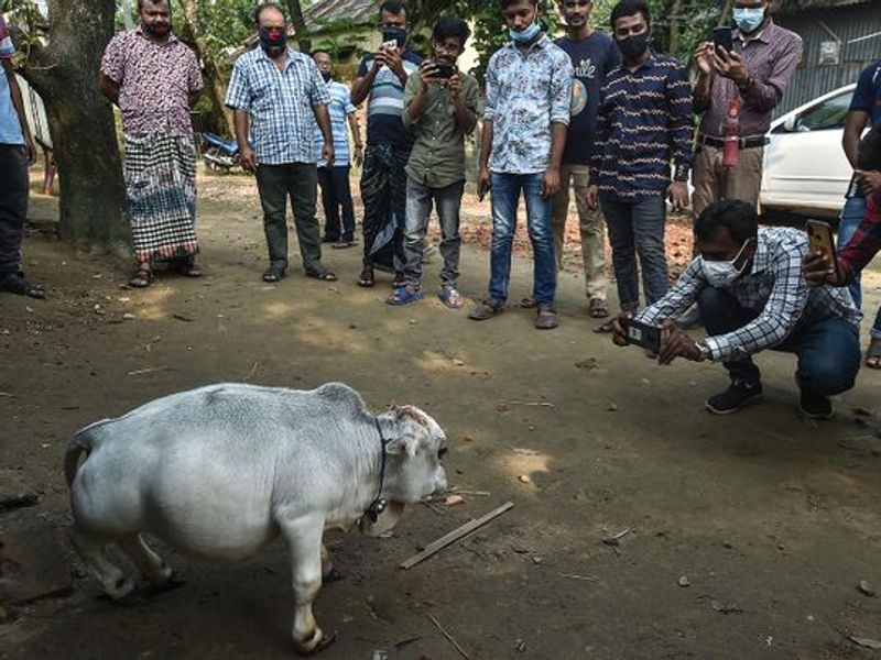 गाय को देखने पहुंची 30 साल की रीना बेगम ने कहा, मैंने अपने जीवन में इससे पहले इतनी छोटी गाय नहीं देखी। रानी 66 सेंटीमीटर (26 इंच) लंबी हैं और वजन सिर्फ 26 किलोग्राम (57 पाउंड) है।