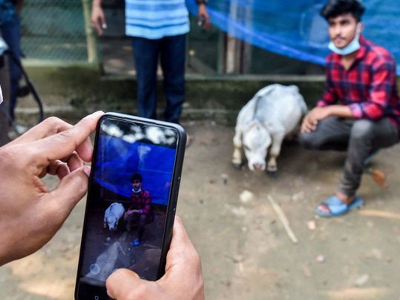 गाय के मालिक का कहना है कि यह गिनीज वर्ल्ड रिकॉर्ड में सबसे छोटी गाय से 10 सेंटीमीटर छोटी है।