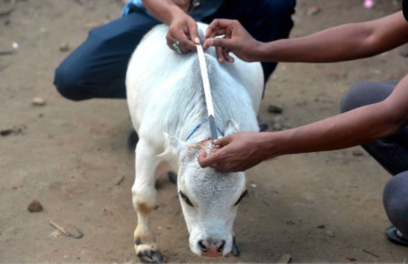 शिकोर एग्रो फार्म के मैनेजर एमए हसन हाउलेडर ने कहा कि ये केरल की गाय से भी छोटी है। अभी केरल की गाय के नाम रिकॉर्ड है। 