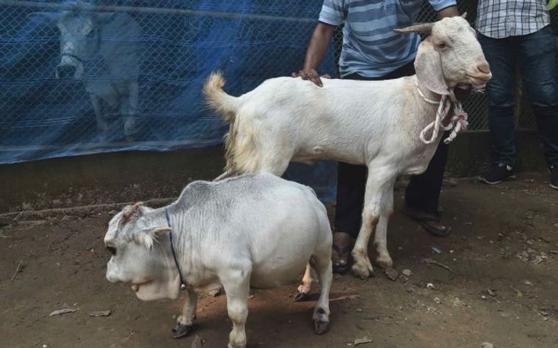 हाउलेडर ने बताया, कोरोना में लॉकडाउन के बावजूद लोग लंबी दूरी तय यहां आ रहे हैं। ज्यादातर रानी के साथ सेल्फी लेना चाहते हैं। गिनीज वर्ल्ड रिकॉर्ड्स ने तीन महीने में इसपर फैसला लेने का वादा किया है। उन्होंने कहा, पिछले तीन दिनों में 15,000 से अधिक लोग रानी को देखने आए हैं। हम लोगों को दिखाते-दिखाते थक चुके हैं। लेकिन आने वाले नहीं रुक रहे हैं। 