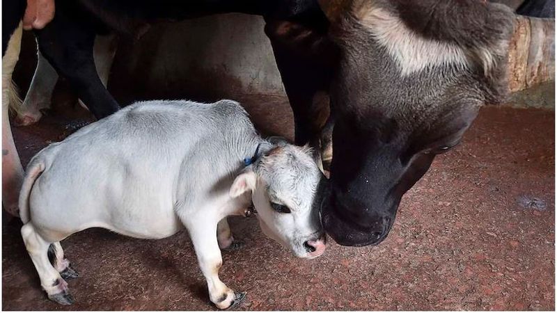 रानी एक भूटानी गाय है। बांग्लादेश में इस गाय का मांस काफी महंगा बिकता है। गाय के मालिक ने कहा कि हमें उम्मीद नहीं थी कि लोग कोरोना में घर से बाहर निकलेंगे। लेकिन गाय को देखने के लिए लोग दूर-दूर से आ रहे हैं। 
