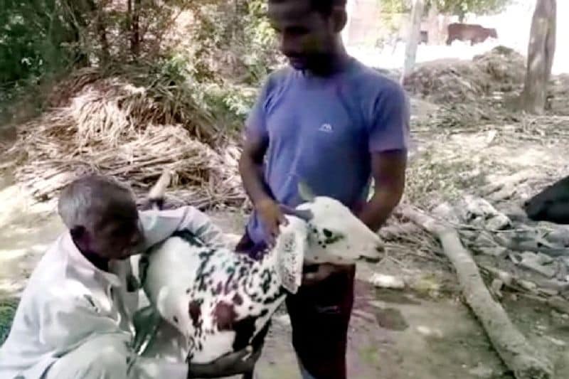 बता दें कि यह बकरे के शरीर पर कुदरती लिखावट के चलते इतना खास बन गया है। लोगों का कहना है कि जिसके घर यह बकरा जाएगी उसकी किस्मत बदल जाएगी। जब इसकी कीमत लोगों को पता चली तो उनकी सिट्टी-पिट्टी गुल हो गई। लेकिन फिर भी कई लोग 7 से 8 लाख तक कीमत लगा चुके हैं।