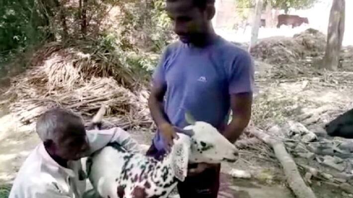 Eid-Ul-Adha, Goat priced 1 Crore in Maharashtra, another pair of goats sold for 4,5 lakhs in Lucknow ALB Eid-Ul-Adha, Goat priced 1 Crore in Maharashtra, another pair of goats sold for 4,5 lakhs in Lucknow ALB