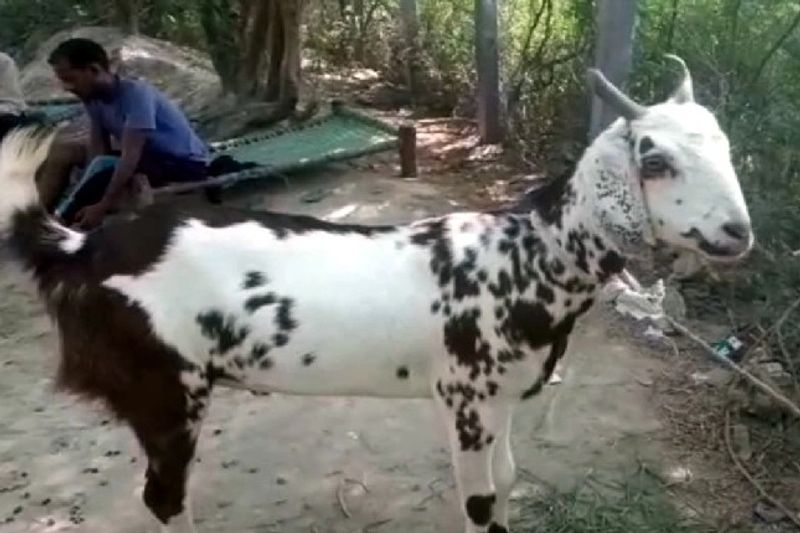 दरअसल, यह अनोखा बकरा मरोहा जिले के ख्यालीपुर गांव में है, जिसे खरीदने के लिए दिल्ली तक से लोग आ रहे हैं। इतना ही नहीं बकरे के मालिक को इसकी मुंह मांगी कीमत तक देने के लिए तैयार हैं। दूर-दूर से लोग इसे देखने के लिए आ रहे हैं।