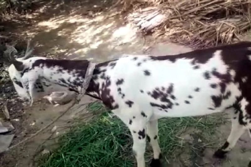 बताया जा रहा है कि बकरा मालिक ताराचंद ने कहा कि इसकी कीमत 11 लाख रुपए से कम नहीं होगी। ताराचंद ने इसके लिए बकरे की तस्वीर और कीमत के साथ अपना नंबर सोशल मीडिया पर डाल रखा है।
