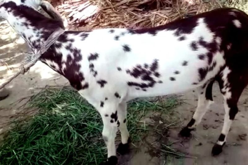 बता दें कि ईद उल अजहा (बकरीद) का त्योहार आऩे वाला है। इसलिए इस अऩोखे बकरे को हर कोई खरीदना चाहता है। रोजाना करीब 50 से ज्यादा खरीदरार इस बकरे को देखने और खदीरने के लिए पहंचते हैं।