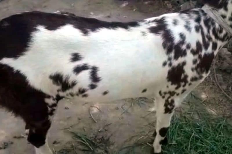अब देखना यह है कि कुदरती लिखावट के इस बकरे को कौन खरीदेगा और कितनी कीमत में खरीदेगा। यह देखने का विषय है। 