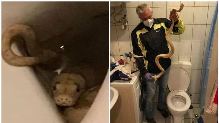Pet python bites man sitting on the toilet Pet python bites man sitting on the toilet