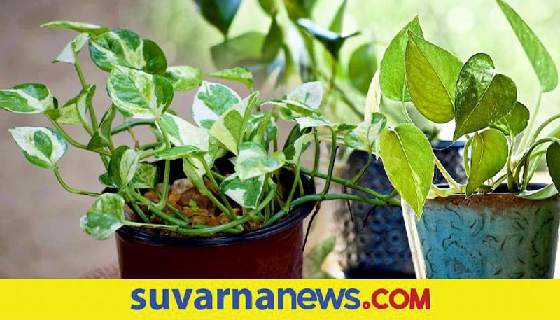 Avoid these 5 mistakes while planting a money plant in your home