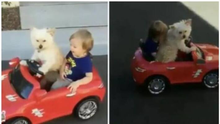 Pet dog drives his little hooman around in toy car Pet dog drives his little hooman around in toy car
