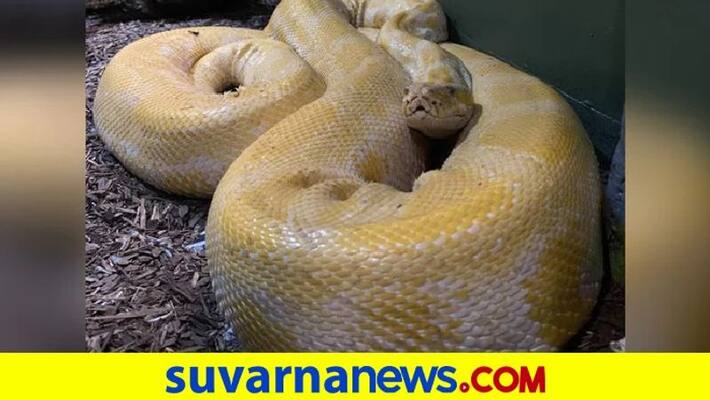 Video 12 Foot Snake Escapes Zoo Found In Shopping Mall After 2 Days pod Video 12 Foot Snake Escapes Zoo Found In Shopping Mall After 2 Days pod