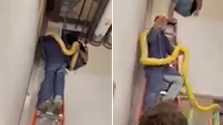 Escaped 12-foot Burmese python found in shopping mall after two days; watch viral video-tgy Escaped 12-foot Burmese python found in shopping mall after two days; watch viral video-tgy