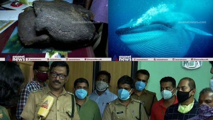 three million worth whale Ambergris seized in thrissur three million worth whale Ambergris seized in thrissur