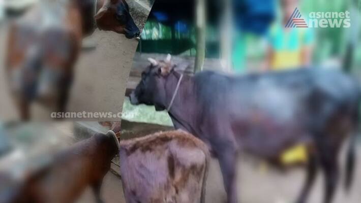 Kothamangalam anti social elements allegedly poured acid on the bodies of cattle complaint Kothamangalam anti social elements allegedly poured acid on the bodies of cattle complaint