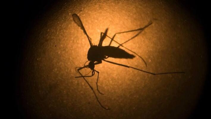 one more zika virus case confirmed in kerala one more zika virus case confirmed in kerala