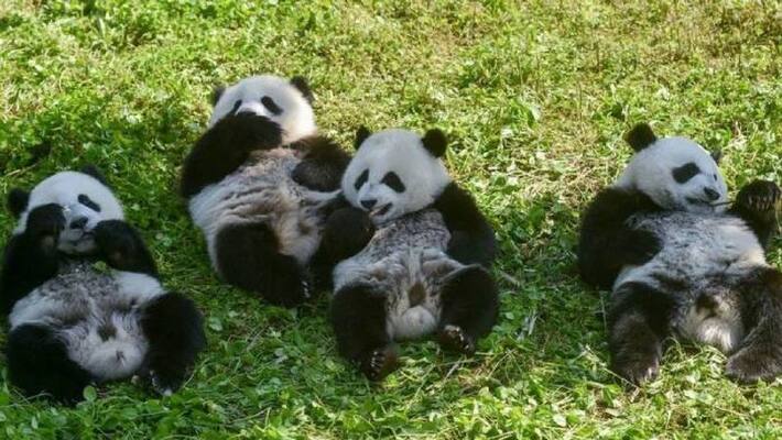 Giant pandas are now not in the list of endangered Giant pandas are now not in the list of endangered