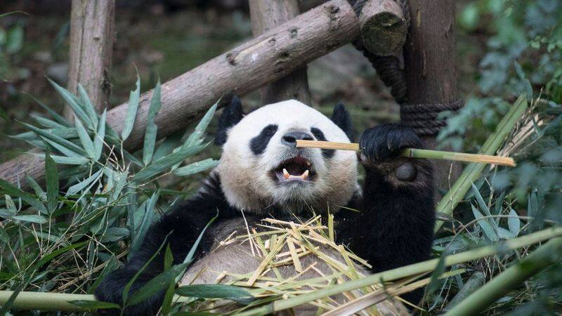 Giant pandas are now not in the list of endangered