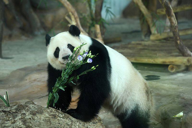 Giant pandas are now not in the list of endangered