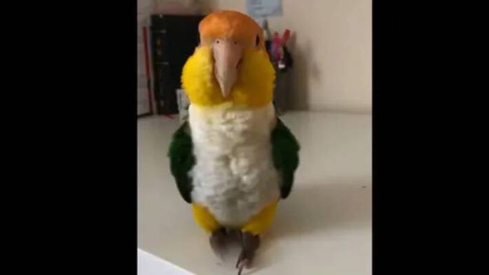 cute parrot dance video viral cute parrot dance video viral