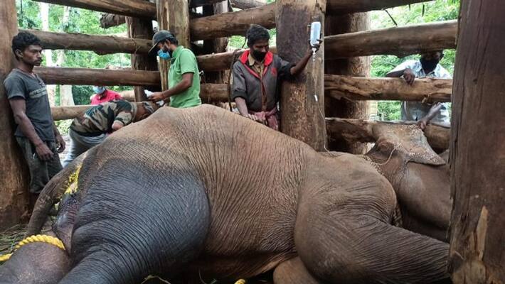 another wild elephant which was receiving treatment from mudumalai passed away another wild elephant which was receiving treatment from mudumalai passed away