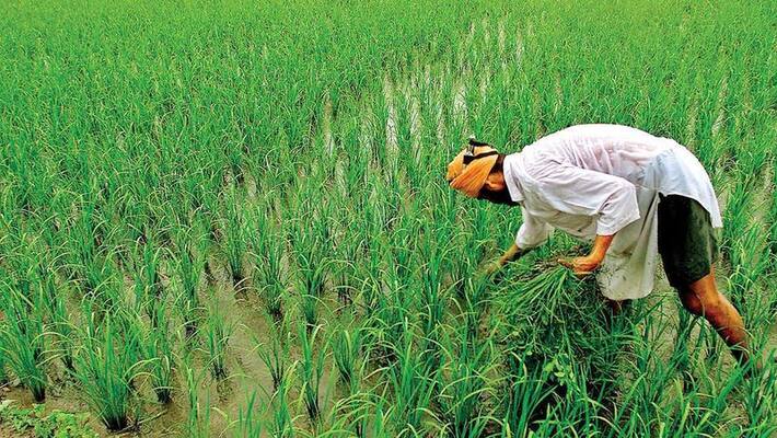 Prime Minister Fasal Bima Yojna cut-off date extended by Central Government on Maharashtra govt request DHA Prime Minister Fasal Bima Yojna cut-off date extended by Central Government on Maharashtra govt request DHA