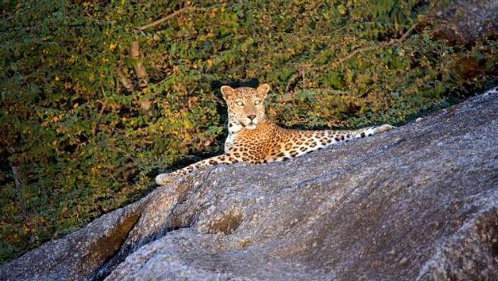 bera village and leopard bera village and leopard