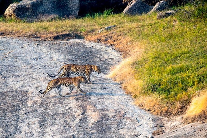 No wild animal human conflict in Bera  strange story of  a Rajasthan village