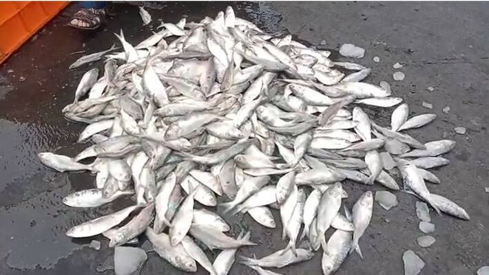 Trucks loaded with fish caught in Kakdwip bmm Trucks loaded with fish caught in Kakdwip bmm