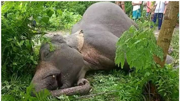 elephant deadbody was found in the river in the konni forest elephant deadbody was found in the river in the konni forest