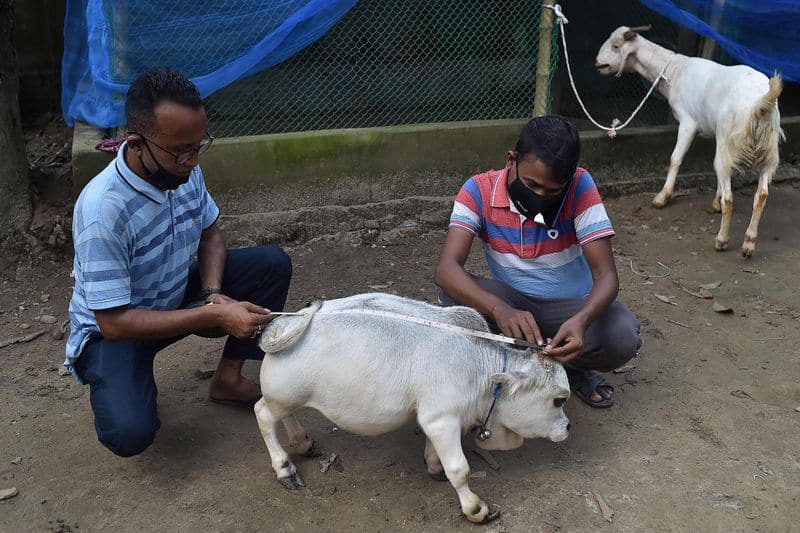 Thousands Flock To See 23 Month Old Dwarf Cow Rani In Bangladesh pod