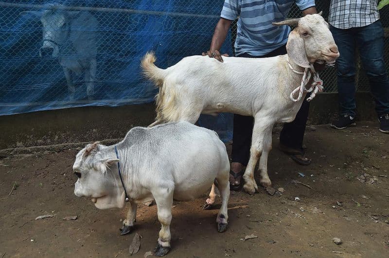Thousands Flock To See 23 Month Old Dwarf Cow Rani In Bangladesh pod