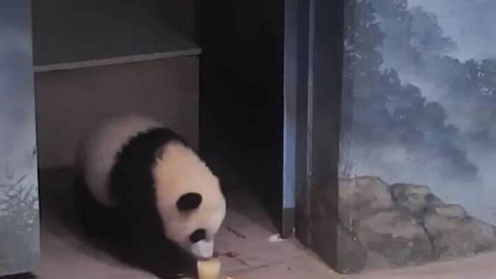 cute video of giant panda cub cute video of giant panda cub