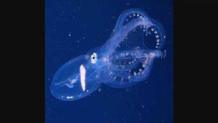 glass octopus video glass octopus video