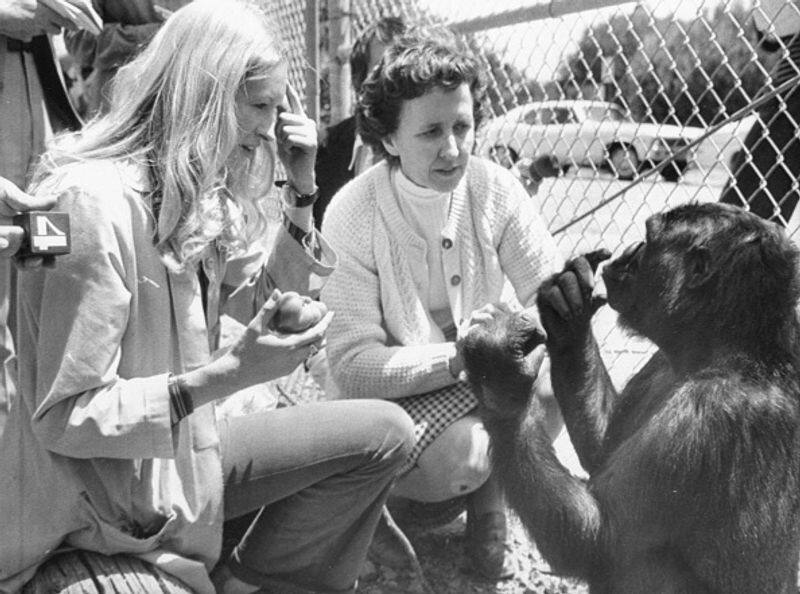 who is Koko the talking Gorilla